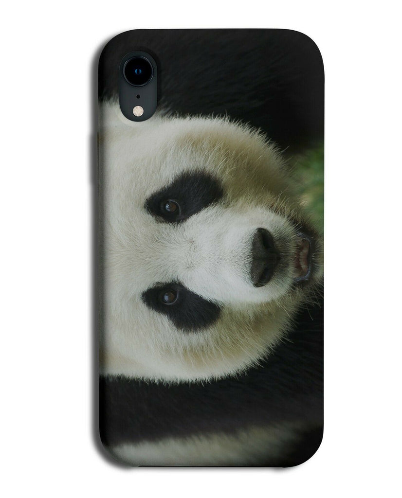 Panda Photograph Phone Case Cover Pandas Bear Bears Face Picture Photo G934